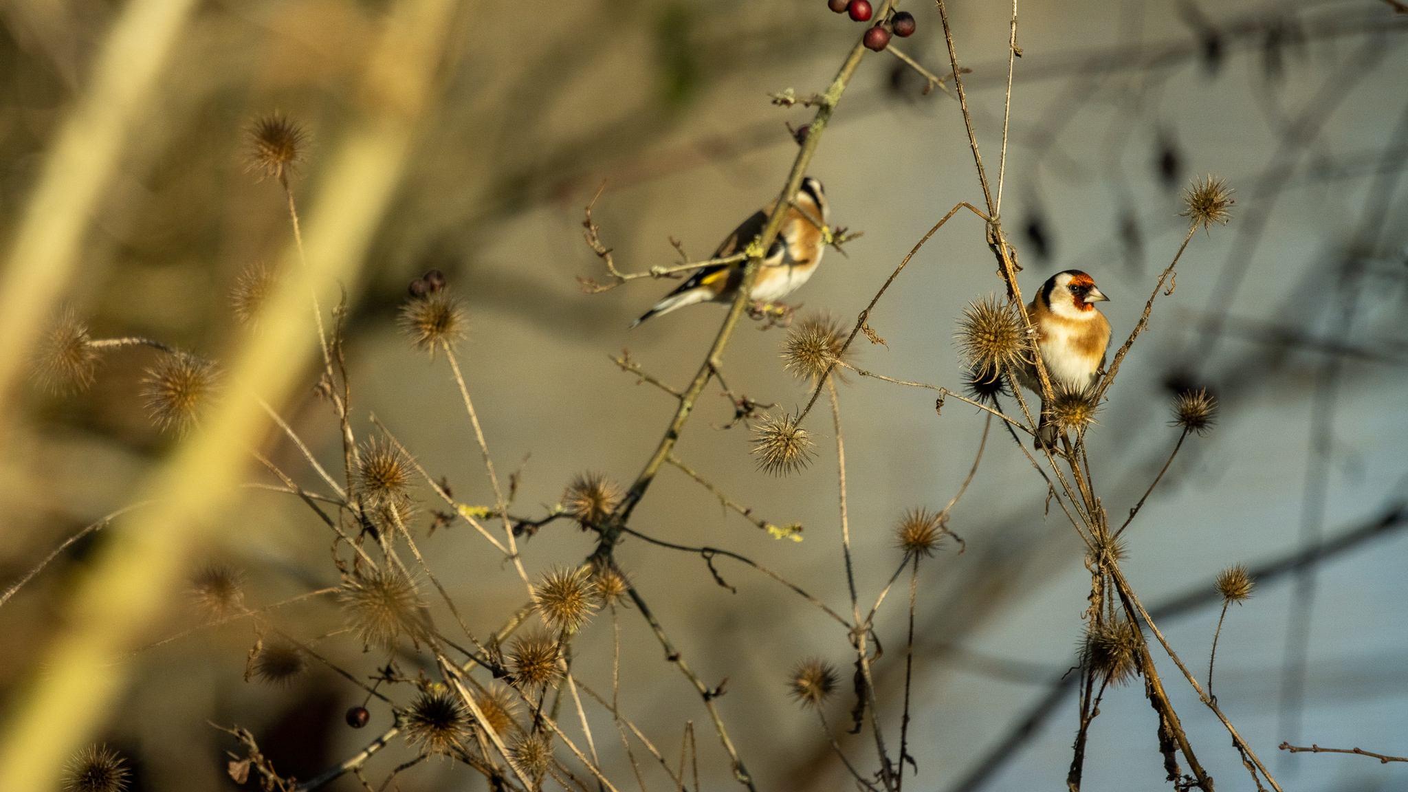 two gold finch