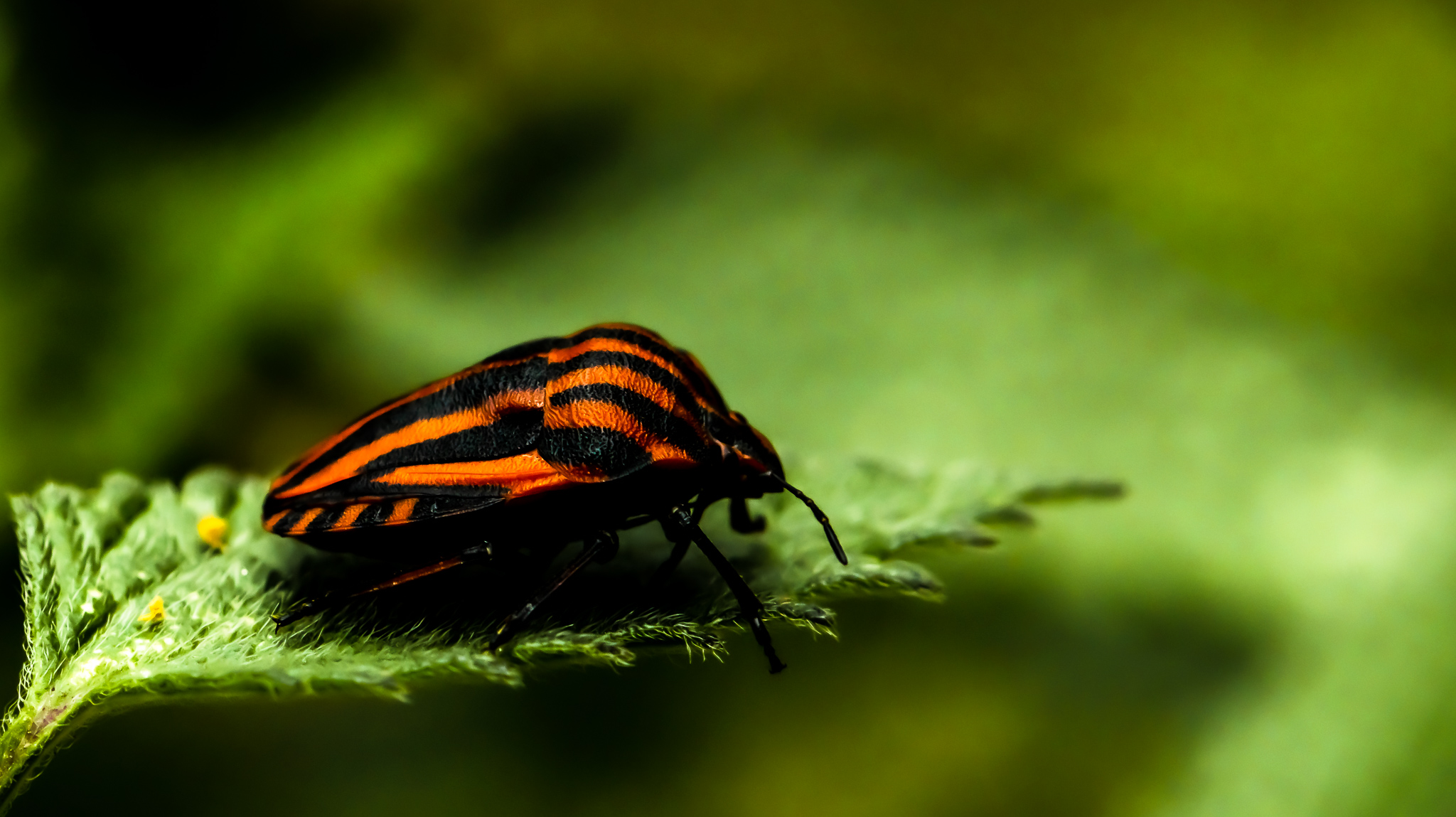 striped shield bug