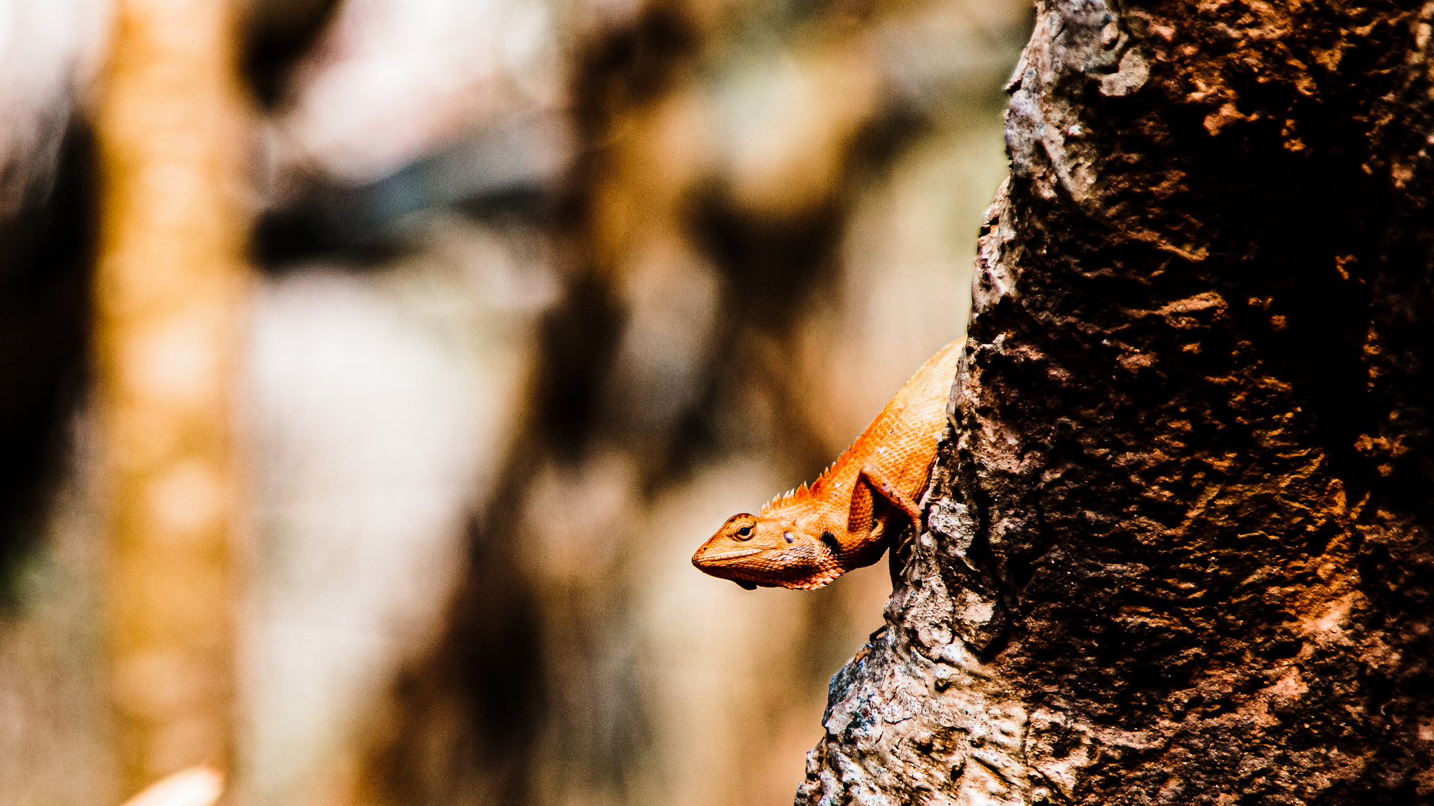 orange lizard