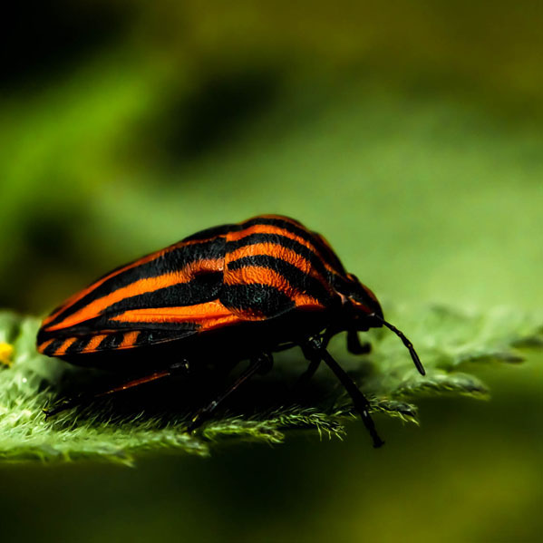 striped shield bug