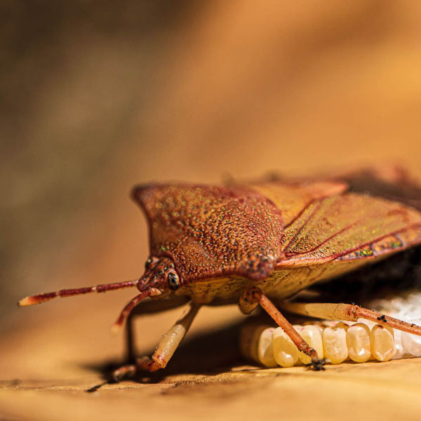 shield bug